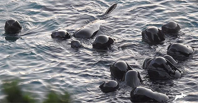 The mother whale pats her cubs before the massacre