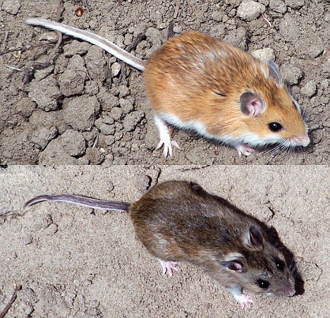 The mouse changes color to adapt to the environment