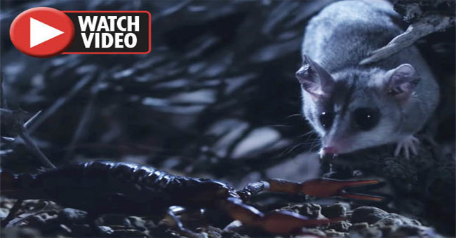 The mouse encounters a poisonous scorpion in a war that takes a while