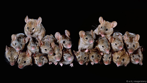 The mouse grows and invades an island in just 5 months