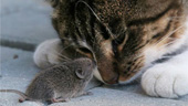 The mouse is not afraid of cats