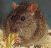 The mouse knows how to regret the wrong decision