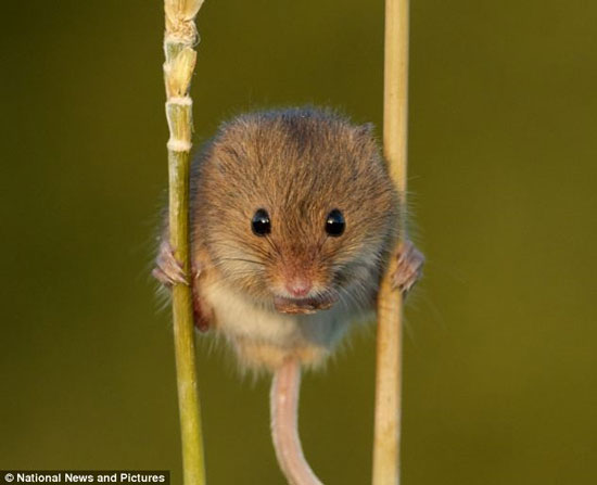 The mouse knows stilts