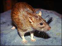 The mouse smells like a stereo