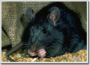 The mouse - the 'dear' companion of humans