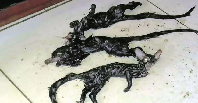 The mouse-cat strange creature made the South African people afraid