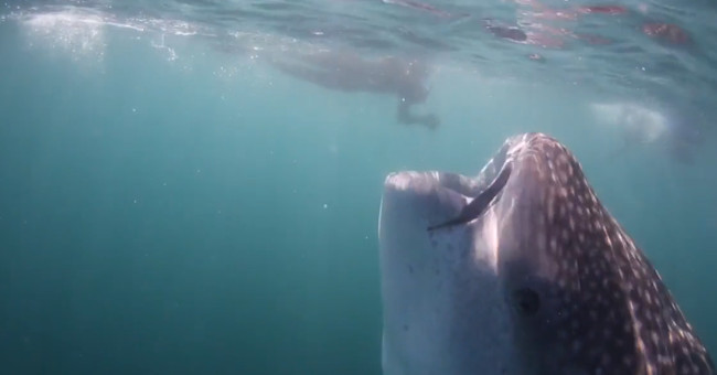 The mouth is as big as the deep hole of a 10-meter whale shark
