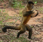 The moves to attract the enemy's animals