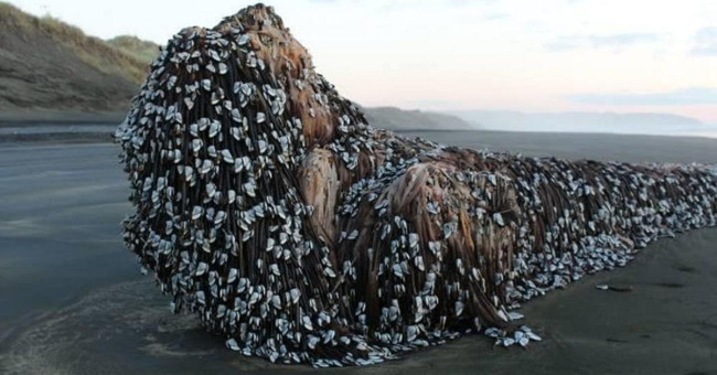 The 'Muriwai Monster' was covered in the New Zealand coast