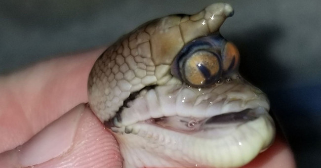 The mutant 2-eyed python clung to each other to make everyone watch