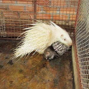 The mutant porcupine is nearly 100 million dong