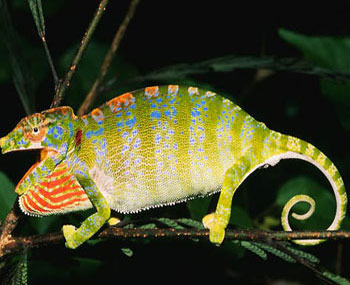 The 'mutants' in nature