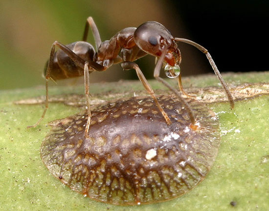 The mysteries of Argentinian ants are aggressive