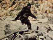 The mysteries surrounding big foot creatures