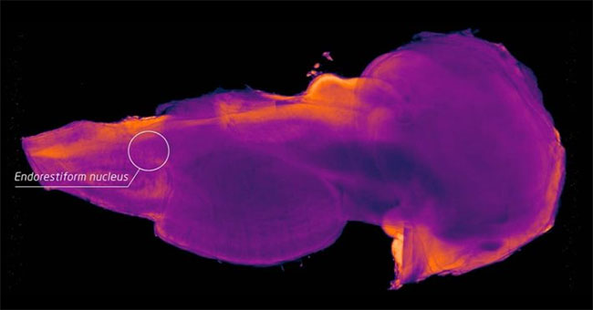The mysterious area in the human brain was first known