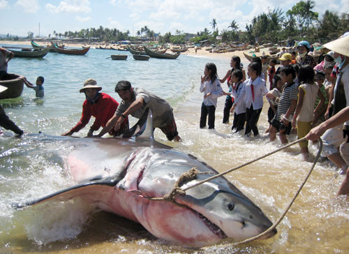 The mysterious attacks of sharks