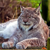 The mysterious beauty of the giant rare wild cat