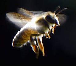 The mysterious bees are missing