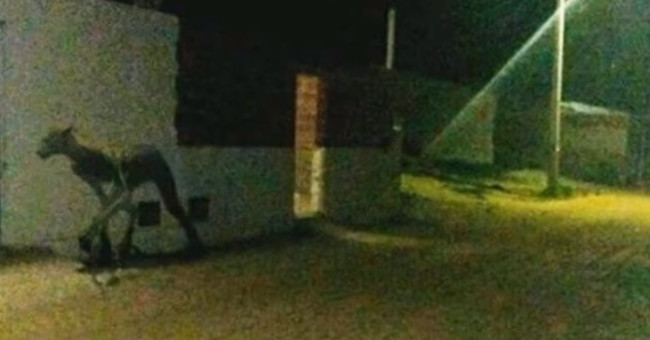 The mysterious creature 'half-human, half-animal' scared the villagers