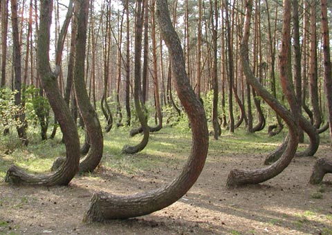 The mysterious 'curved forest' in Poland