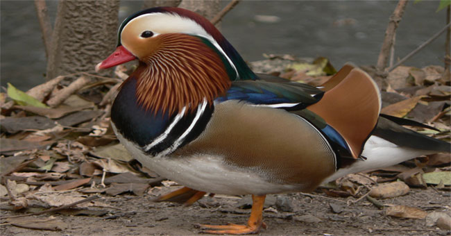 The mysterious duck caused an American social network storm