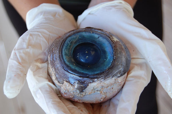 The mysterious eye eyeball origin has been identified