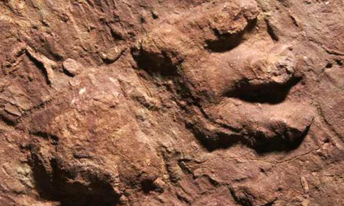 The mysterious footprints of prehistoric reptiles were discovered