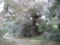 The mysterious giant spider web