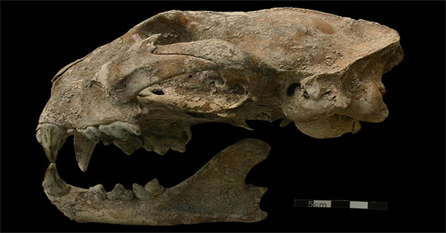 The mysterious 'monster' dies with the girl in Maya's tomb