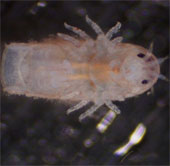 The mysterious 'monsters' deep sea