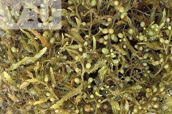 The mysterious Sargasso algae