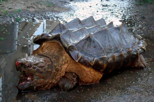 The mysterious turtle 'dinosaur' appeared in Russia