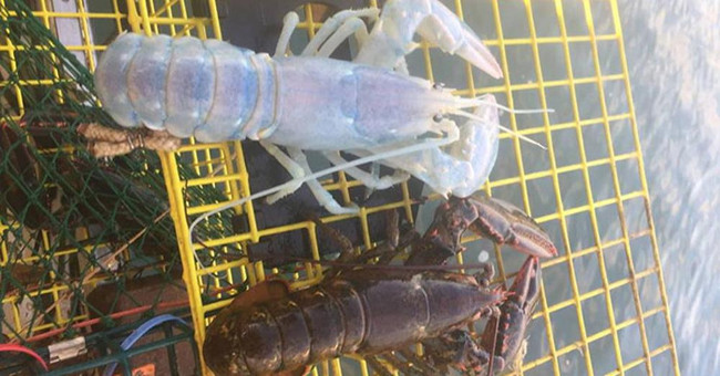 The mystery behind the lobster during the rare extreme is causing a storm?