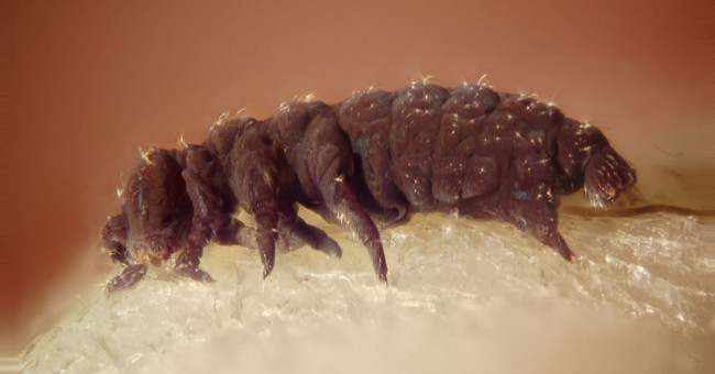 The mystery behind the only 'immortal' creature on Earth
