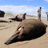 The mystery cannot decipher the massively deadly beach