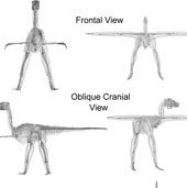 The mystery evolved in the standing position of birds