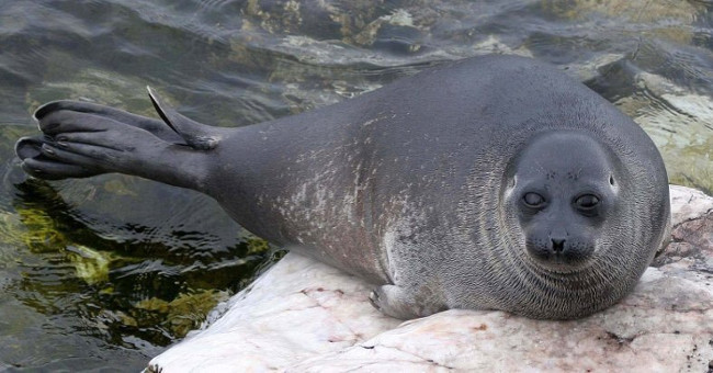 The mystery of 130 massive dead seals in the world's deepest lake
