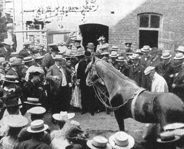 The mystery of a horse that counts, reads and writes