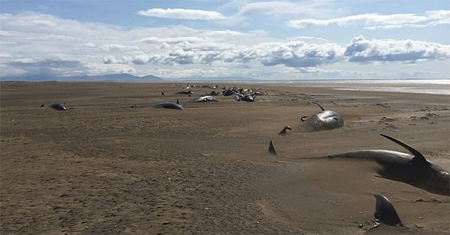 The mystery of a series of dead whale carcasses washed ashore was unexplainable
