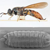 The mystery of fly larvae in the remains of Italian princess