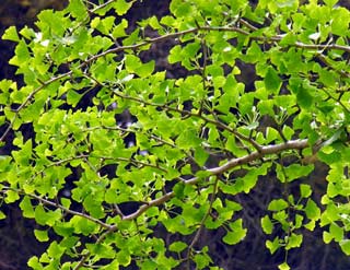 The mystery of ginkgo tree