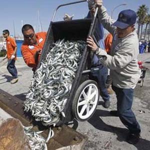 The mystery of millions of fish died simultaneously