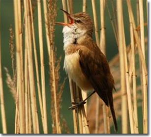 The mystery of the ability to determine the latitude and longitude of migratory birds