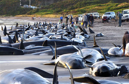 The mystery of the collective suicide of animals
