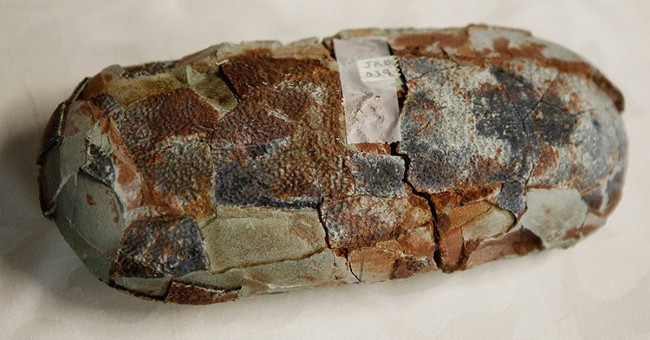 The mystery of the 'dragon fetus' in China has been solved