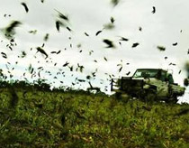 The mystery of the giant grasshoppers