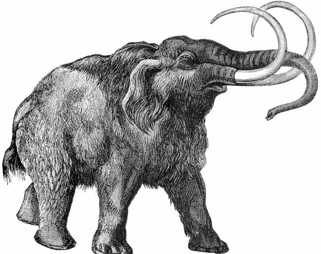 The mystery of the last years of mammoths