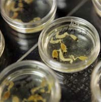 The mystery of the massive disappearance of bees in America