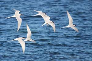 The mystery of the migration of birds and insects