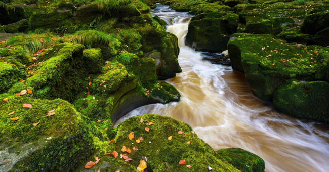 The mystery of the specialized stream